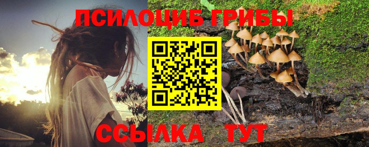 Псилоцибиновые грибы Cubensis Калач-на-Дону